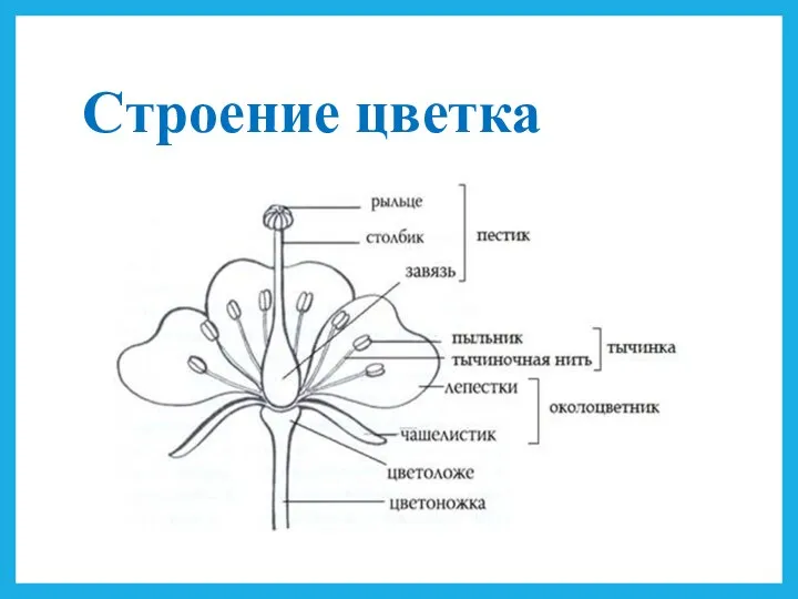 Строение цветка