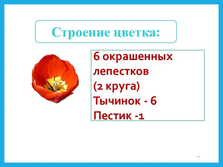 Строение цветка: 6 окрашенных лепестков (2 круга) Тычинок - 6 Пестик -1