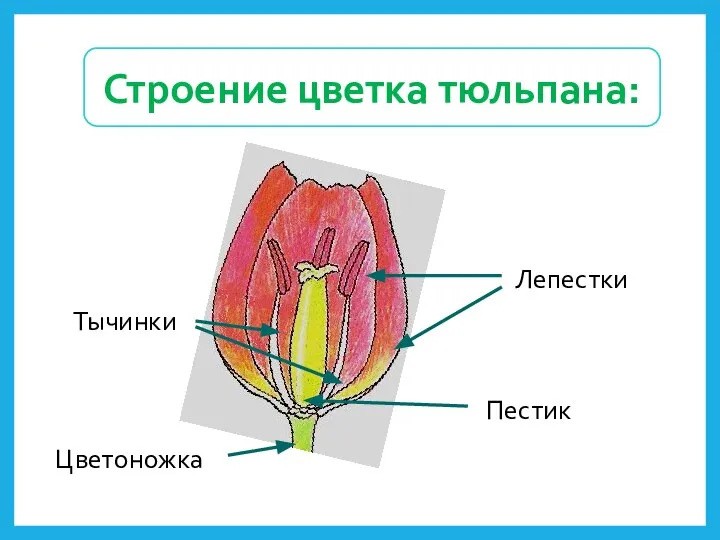 Лепестки Тычинки Цветоножка Пестик Строение цветка тюльпана: