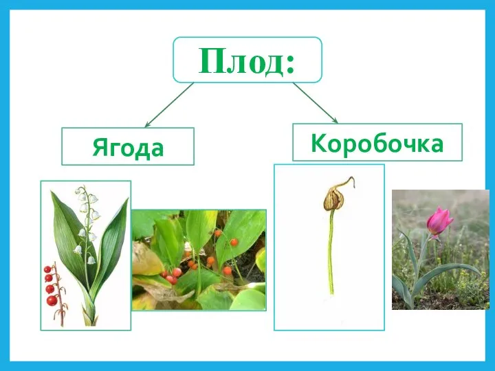 Плод: Ягода Коробочка