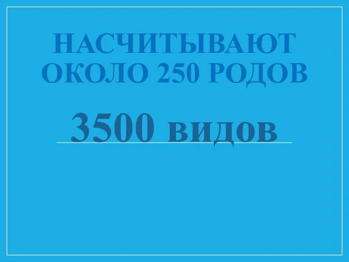 НАСЧИТЫВАЮТ ОКОЛО 250 РОДОВ 3500 видов