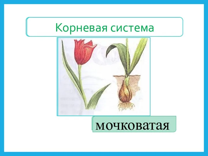 Корневая система мочковатая Корневая система мочковатая