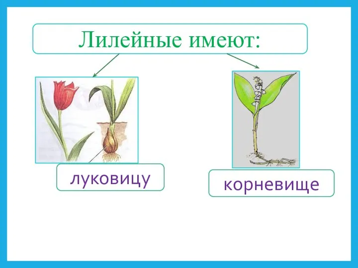 Лилейные имеют: луковицу корневище