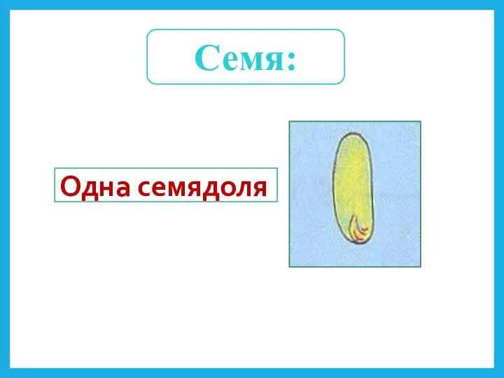 Одна семядоля Семя: