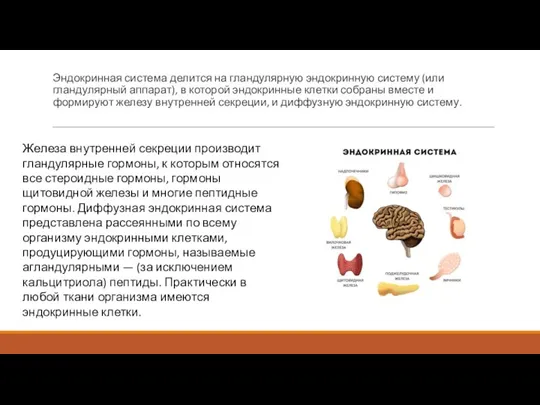 Эндокринная система делится на гландулярную эндокринную систему (или гландулярный аппарат), в которой