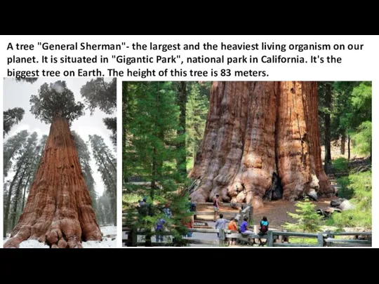 A tree "General Sherman"- the largest and the heaviest living organism on