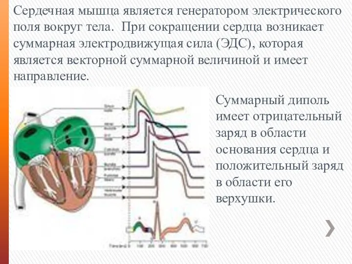 Сердечная мышца является генератором электрического поля вокруг тела. При сокращении сердца возникает