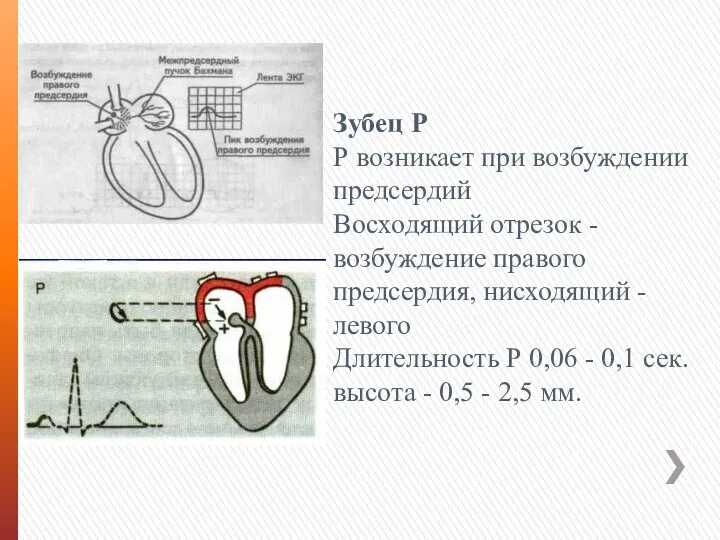 Зубец Р Р возникает при возбуждении предсердий Восходящий отрезок -возбуждение правого предсердия,