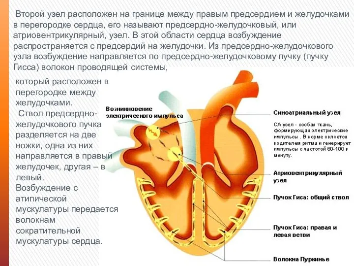 Второй узел расположен на границе между правым предсердием и желудочками в перегородке