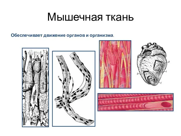 Мышечная ткань Обеспечивает движение органов и организма.