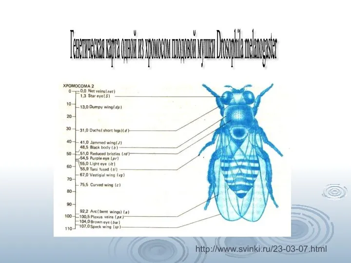 Генетическая карта одной из хромосом плодовой мушки Drosophila melanogaster http://www.svinki.ru/23-03-07.html