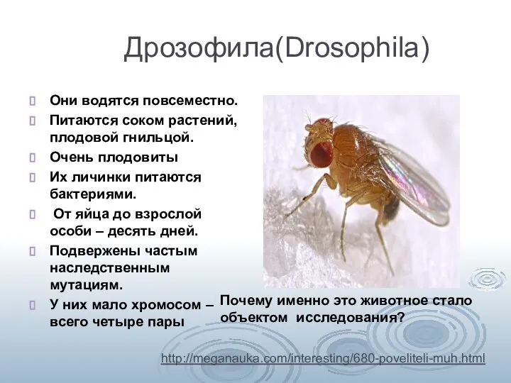 Дрозофила(Drosophila) Они водятся повсеместно. Питаются соком растений, плодовой гнильцой. Очень плодовиты Их