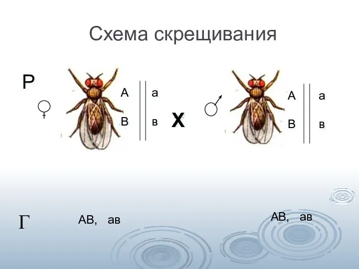 Схема скрещивания > Г АВ, ав АВ, ав А В а в