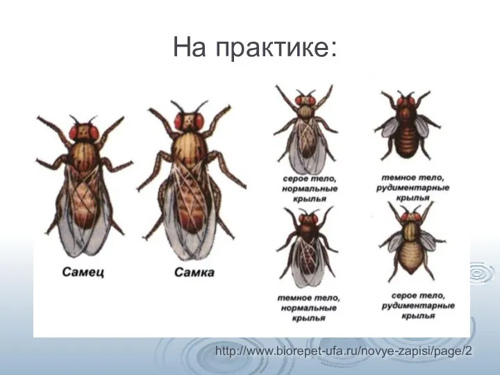 На практике: http://www.biorepet-ufa.ru/novye-zapisi/page/2