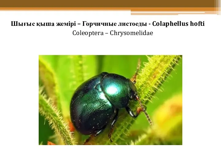 Шығыс қыша жемірі – Горчичные листоеды - Colaphellus hofti Coleoptera – Chrysomelidae