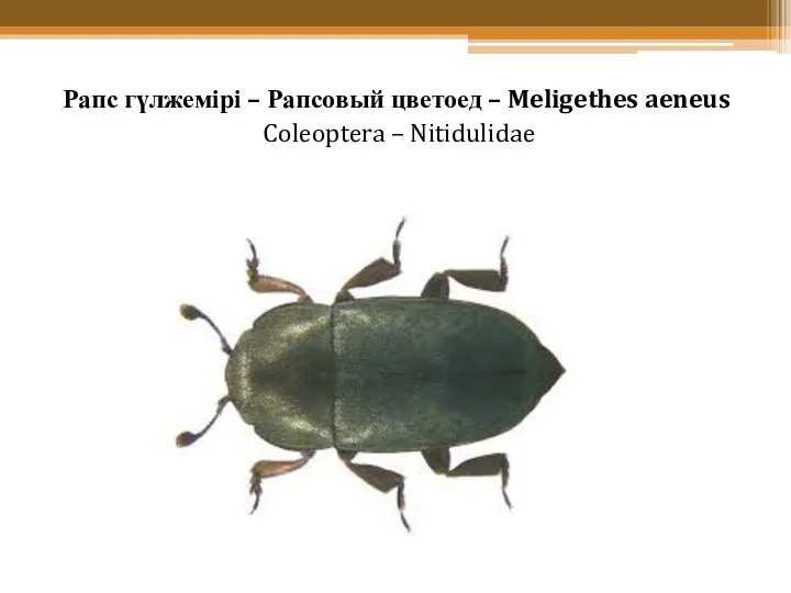 Рапс гүлжемірі – Рапсовый цветоед – Meligethes aeneus Coleoptera – Nitidulidae