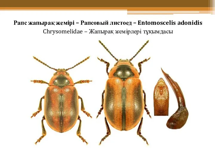 Рапс жапырақ жемірі – Рапсовый листоед – Entomoscelis adonidis Chrysomelidae – Жапырақ жемірлері тұқымдасы