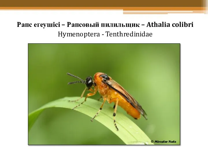 Рапс егеушісі – Рапсовый пилильщик – Athalia colibri Hymenoptera - Tenthredinidae