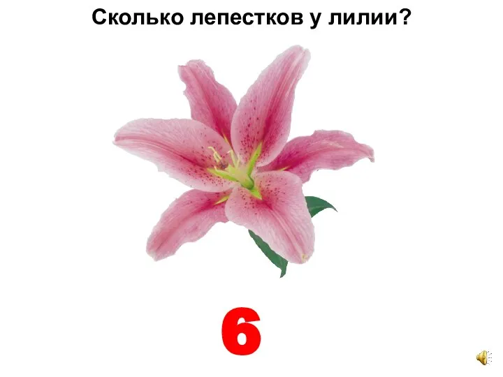 Сколько лепестков у лилии? 6