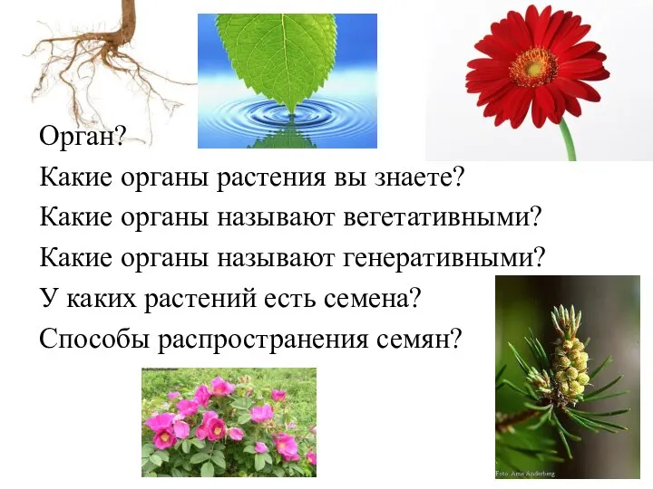 Орган? Какие органы растения вы знаете? Какие органы называют вегетативными? Какие органы