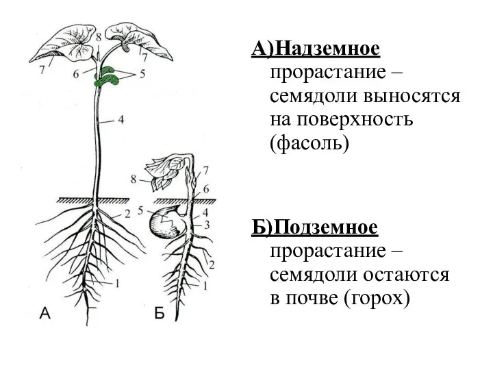 А)Надземное прорастание – семядоли выносятся на поверхность (фасоль) Б)Подземное прорастание – семядоли остаются в почве (горох)