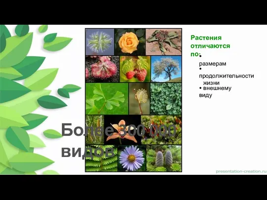 Более 300 000 видов Растения отличаются по: • размерам • продолжительности жизни • внешнему виду