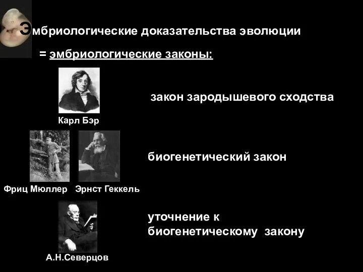 Эмбриологические доказательства эволюции = эмбриологические законы: Карл Бэр закон зародышевого сходства Фриц