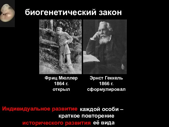 биогенетический закон Фриц Мюллер 1864 г. открыл Эрнст Геккель 1866 г. сформулировал