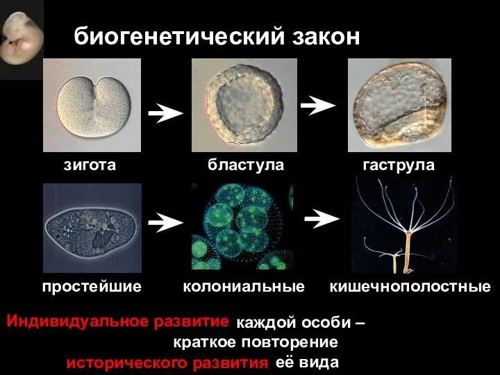 биогенетический закон Онтогенез каждой особи – краткое повторение филогенеза её вида Индивидуальное