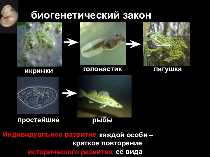 биогенетический закон Онтогенез каждой особи – краткое повторение филогенеза её вида Индивидуальное