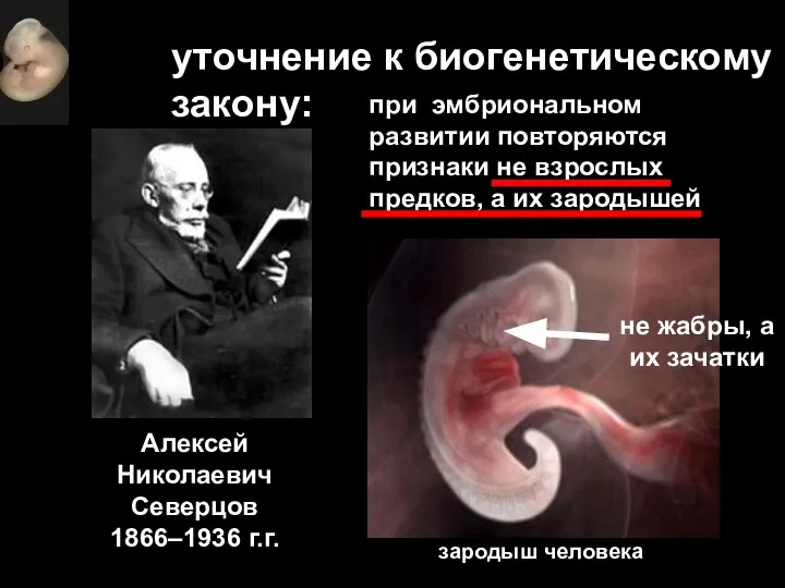 уточнение к биогенетическому закону: Алексей Николаевич Северцов 1866–1936 г.г. при эмбриональном развитии