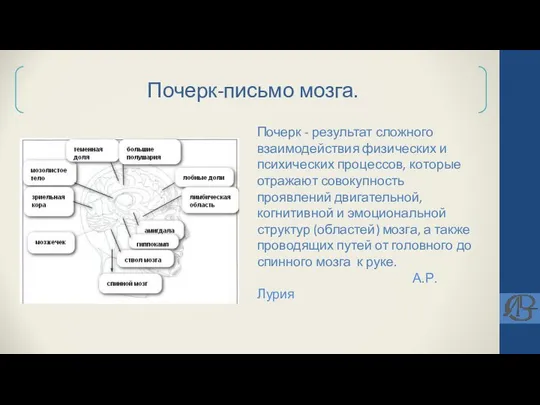 Почерк-письмо мозга. Почерк - результат сложного взаимодействия физических и психических процессов, которые