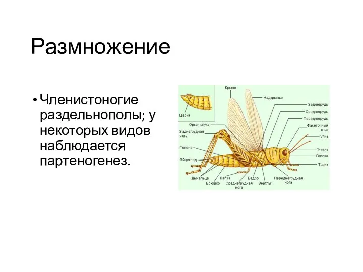 Размножение Членистоногие раздельнополы; у некоторых видов наблюдается партеногенез.