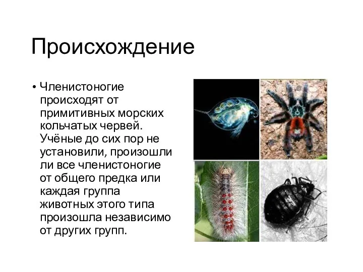 Происхождение Членистоногие происходят от примитивных морских кольчатых червей. Учёные до сих пор