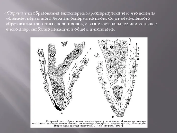 Ядерный тип образования эндосперма характеризуется тем, что вслед за делением первичного ядра