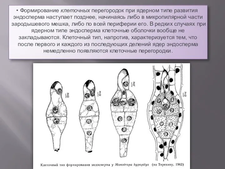 Формирование клеточных перегородок при ядерном типе развития эндосперма наступает позднее, начинаясь либо