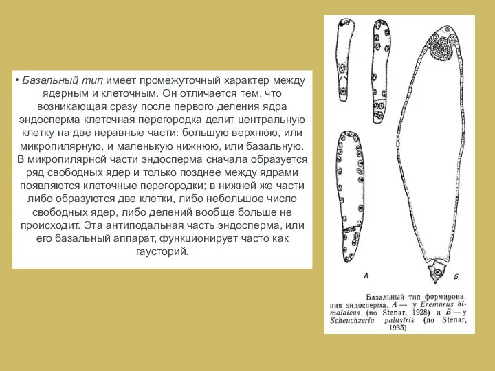 Базальный тип имеет промежуточный характер между ядерным и клеточным. Он отличается тем,