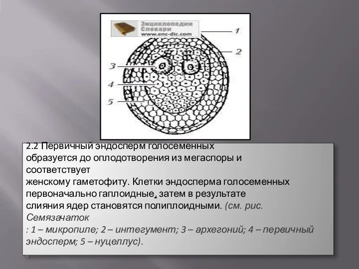 2.2 Первичный эндосперм голосеменных образуется до оплодотворения из мегаспоры и соответствует женскому