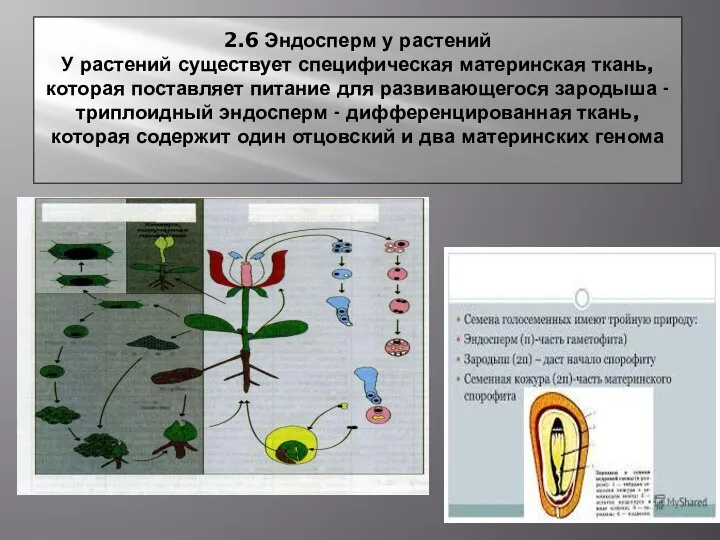 2.6 Эндосперм у растений У растений существует специфическая материнская ткань, которая поставляет