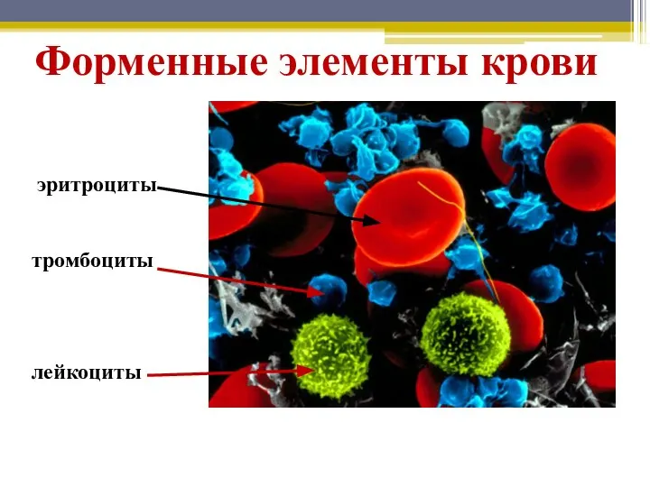 Форменные элементы крови эритроциты лейкоциты тромбоциты
