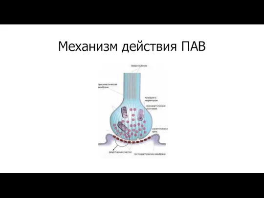 Механизм действия ПАВ