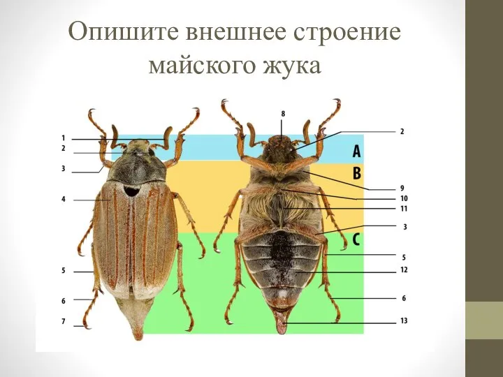 Опишите внешнее строение майского жука