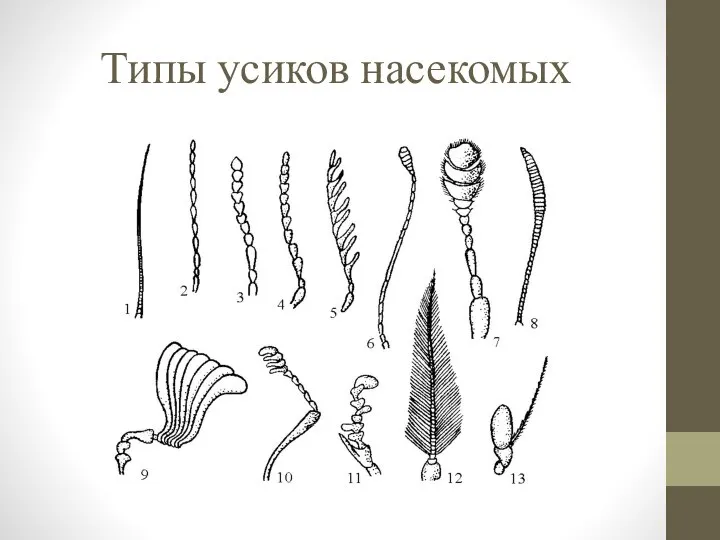 Типы усиков насекомых