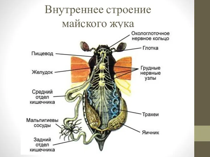 Внутреннее строение майского жука