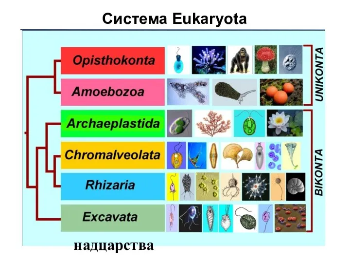 Система Eukaryota надцарства