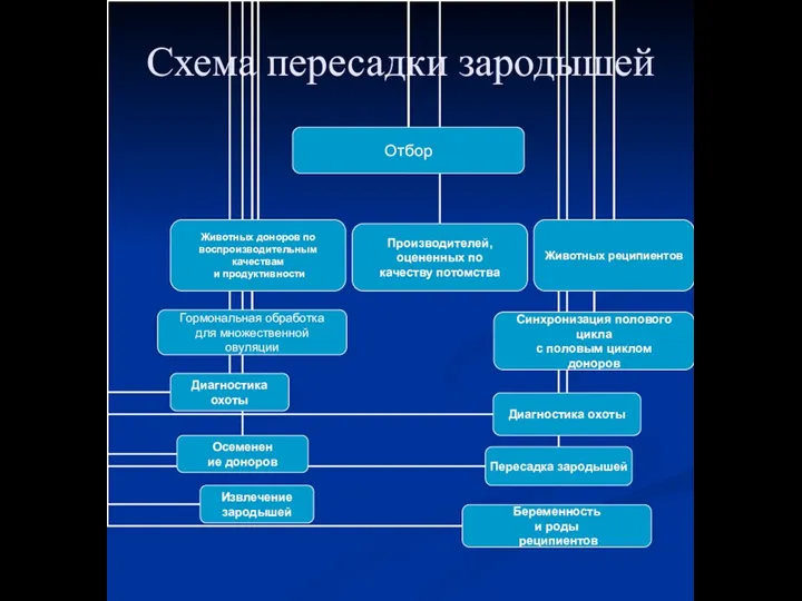 Схема пересадки зародышей