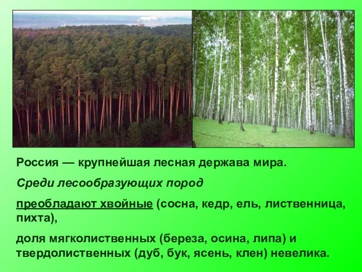 Россия — крупнейшая лесная держава мира. Среди лесообразующих пород преобладают хвойные (сосна,