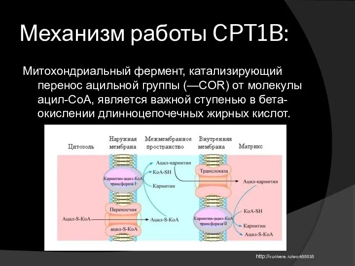 Механизм работы CPT1B: Митохондриальный фермент, катализирующий перенос ацильной группы (—COR) от молекулы