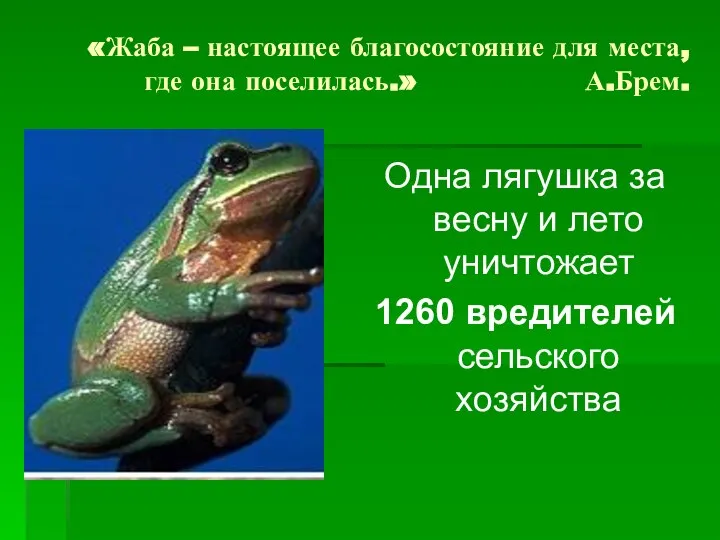 «Жаба – настоящее благосостояние для места, где она поселилась.» А.Брем. Одна лягушка