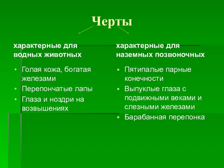 Черты характерные для водных животных Голая кожа, богатая железами Перепончатые лапы Глаза